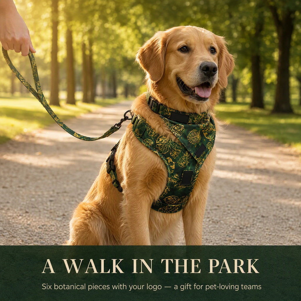 Golden retriever wearing the botanical dog walking kit in a park - a walk in the park